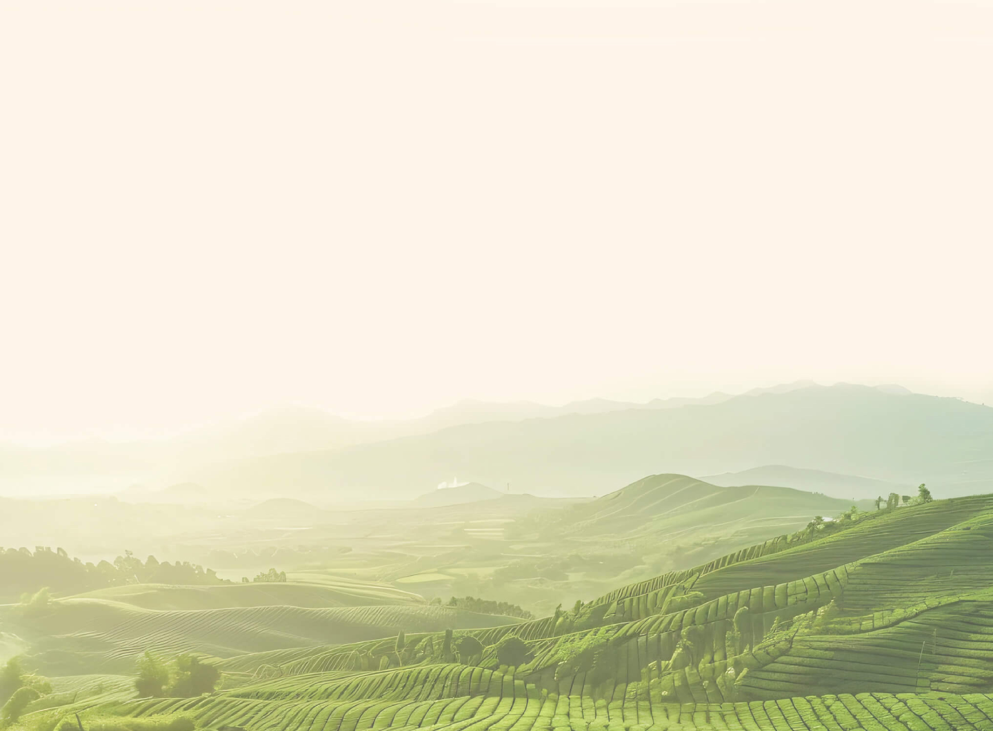 Tea plantation